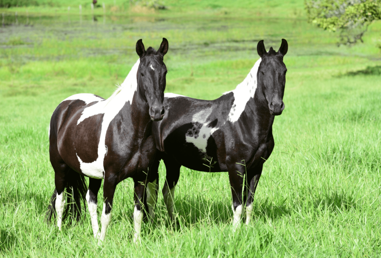 Read more about the article Quando devo fazer a Análise de Crédito do comprador?