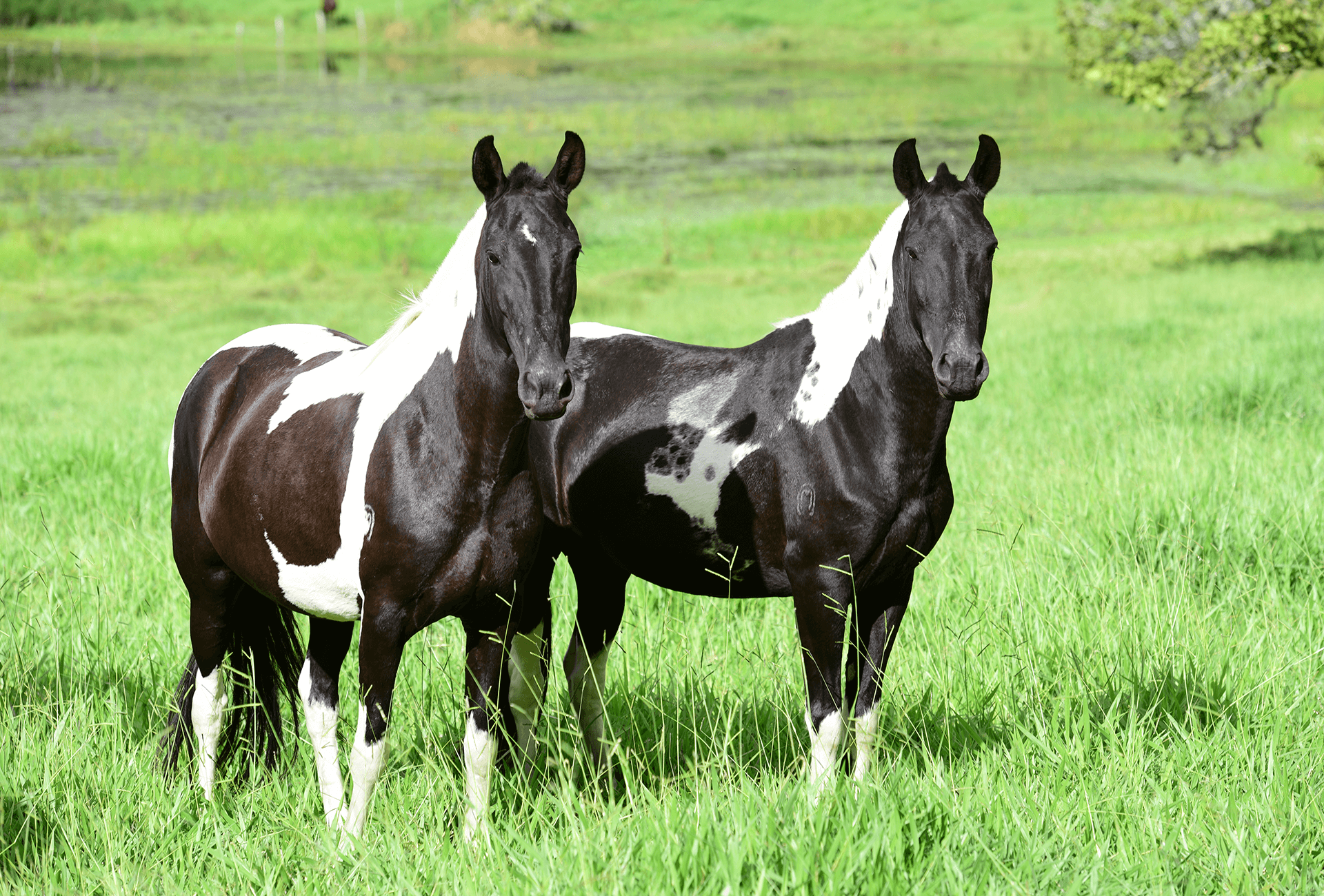 Read more about the article Quando devo fazer a Análise de Crédito do comprador?